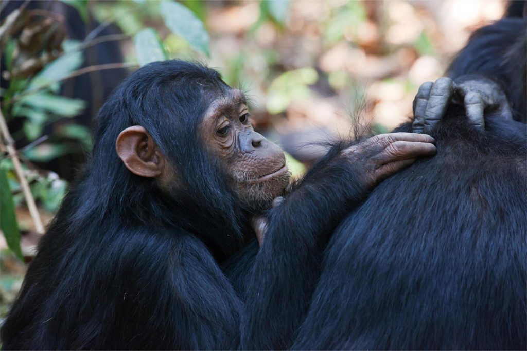 Gombe-Stream-National-Park