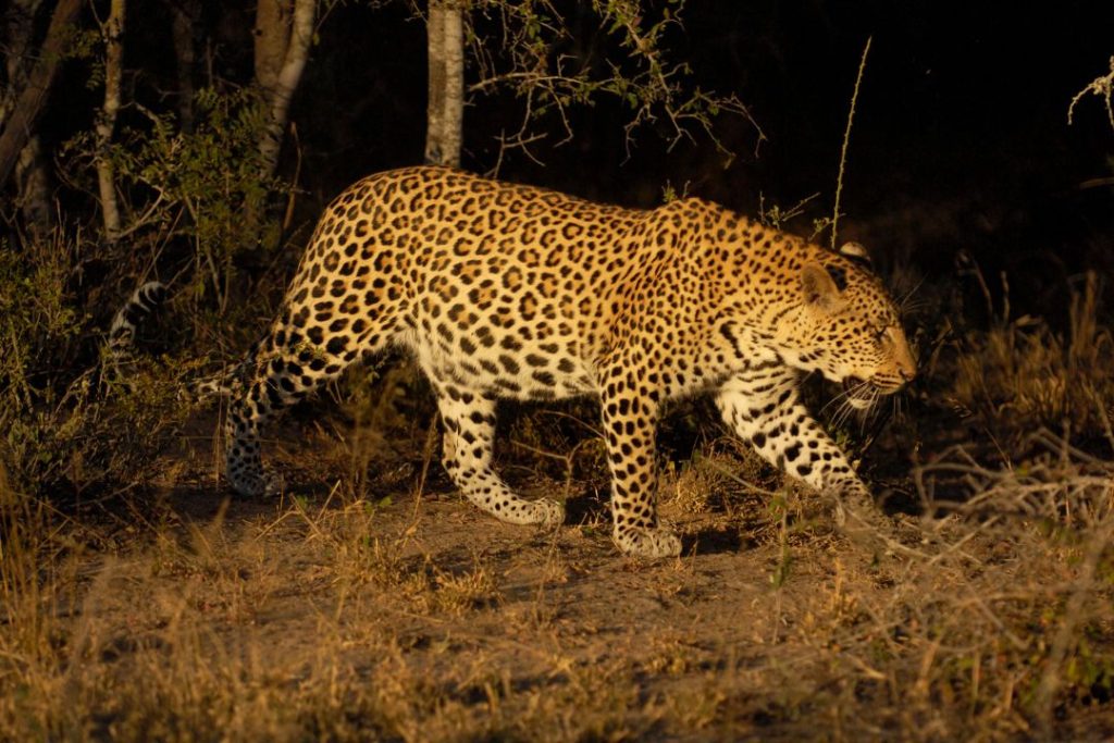 night leopard (1)