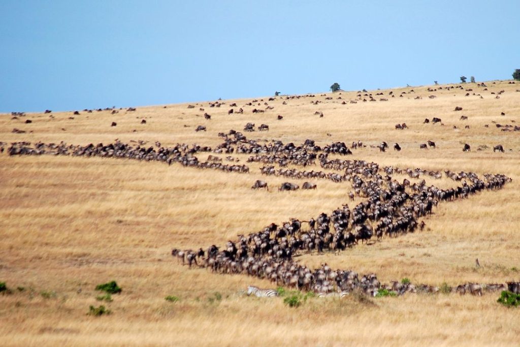 wildebeest migration